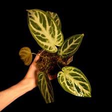 Anthurium 'Silver Blush' x