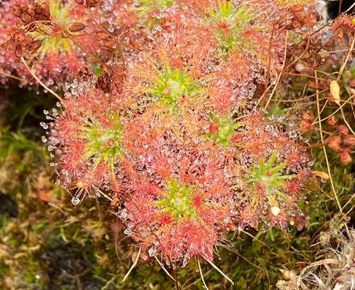 Pygmy sundew collection - pygmy,