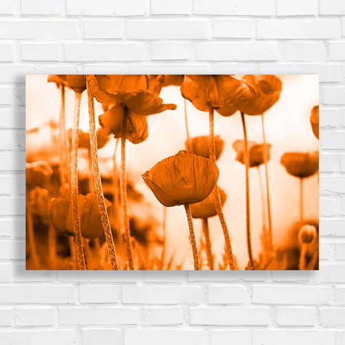 Poppy blooming field - poppy,