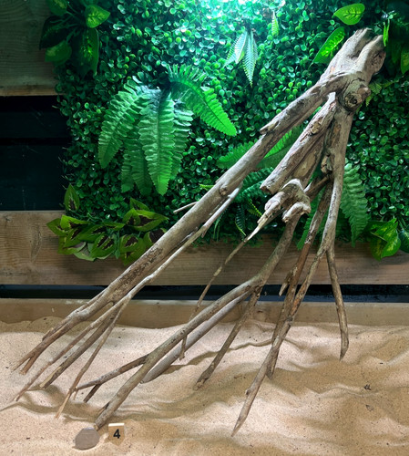Talawa wood aquascaping - talawa,
