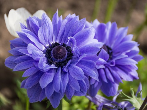 Anemone blue lord - 20,