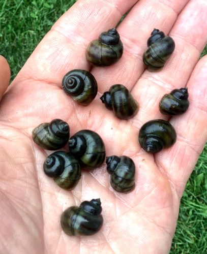 Small mystery snails asian - small,