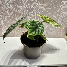 Alocasia Dragon Scale Plant