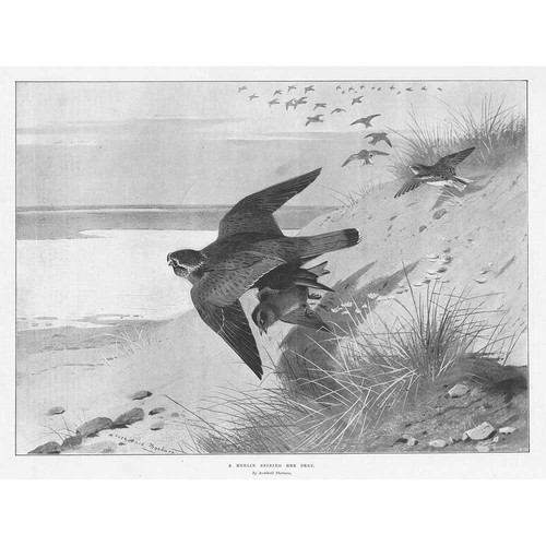 Archibald thorburn merlin - thorburn, a