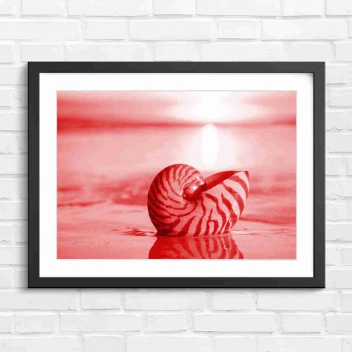 Nautilus shell sunset - sunset, beach