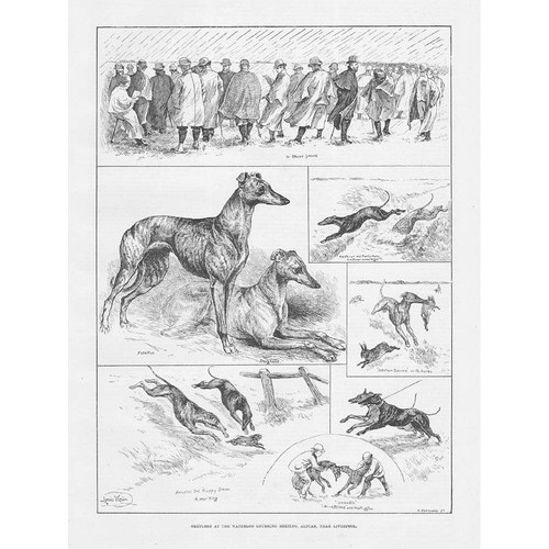 Coursing scenes the - coursing,