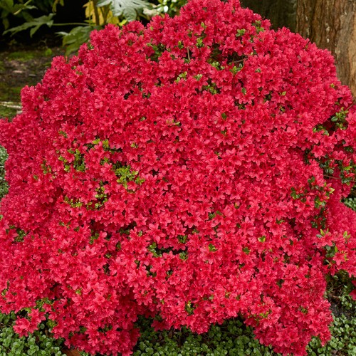 Colourful garden shrub - garden, red