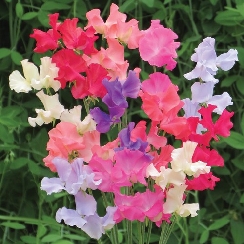 Sweet pea seeds - seeds, annual