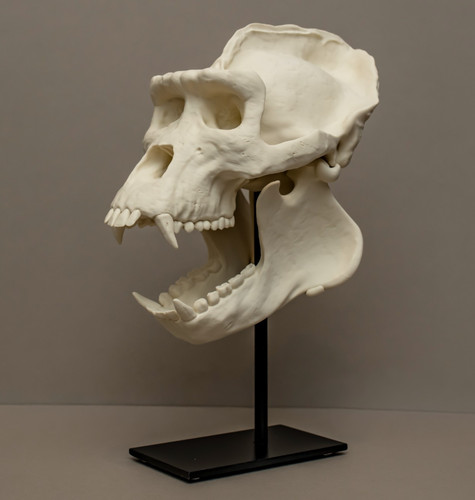 Gorilla skull life size - gorilla,