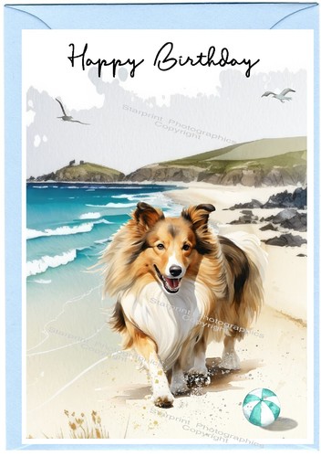 Shetland sheepdog sheltie - sheepdog,