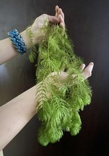 Large Hornwort 28-30 cm-Live