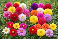 20 x Dahlia Bulb Collection