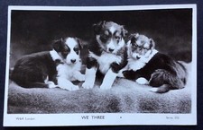 DOG POSTCARD BORDER COLLIE PUPS, WE THREE, C.1910, USED VERY GOOD