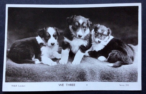 Dog postcard border collie - postcard,