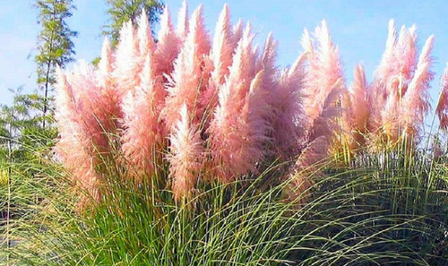 Pink pampas grass seeds rare - seeds,