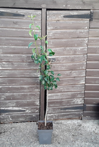 Conference pear tree - pear, pyrus