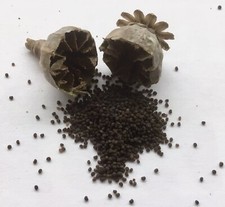 poppy Seeds  P. Somniferum 4g approx 5000 seeds