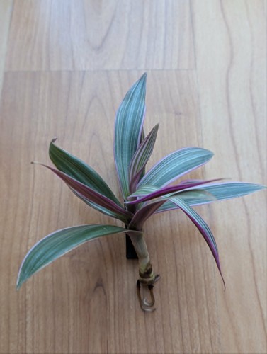Tradescantia spathacea