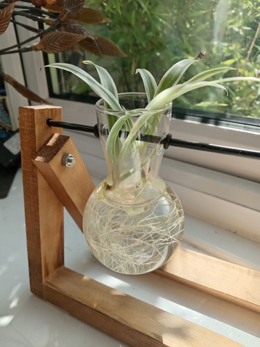 Propogated spider plant - propogated,