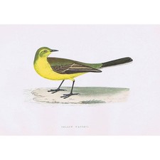 BIRDS Yellow Wagtail - Hand