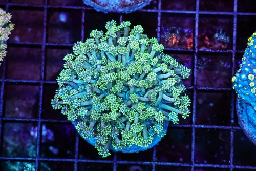 Green goniopora colony wysiwyg - goniopora,
