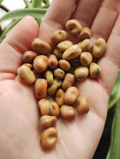 Field Beans 'Wizard' Seeds - Vegetable Seed Green Manure Self Sufficiency