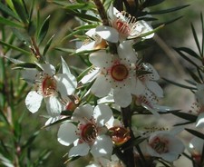 TEA TREE LEPTOSPERMUM LEONARD