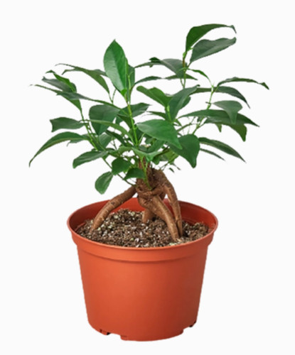 Ficus ginseng inch - ficus,