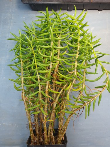 Crassula species - crassula,