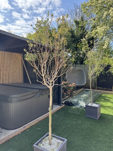Olive tree standard 200cm 2 - standard,
