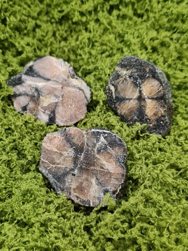 Chiastolite cross stones 3pc - chiastolite,
