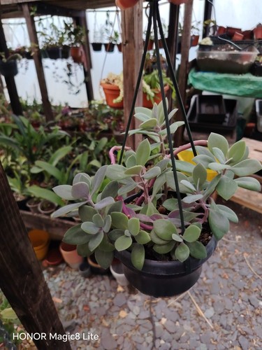 Senecio crassissimus in - senecio,