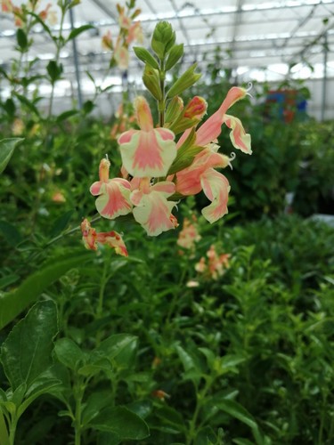 Salvia belle lorie - x3,