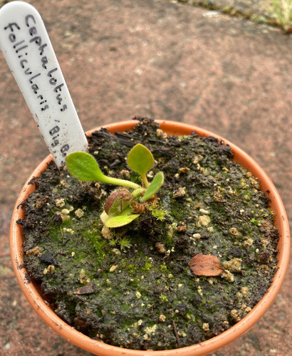 Cephalotus follicularis big - cephalotus, 'big