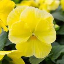 Jumbo Pure Lemon Winter Pansy
