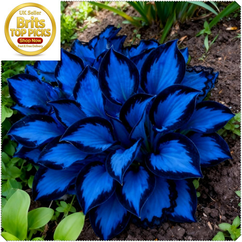 Midnight blue heart hosta - blue,