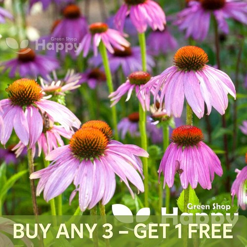 Purple coneflower starlight - purple,