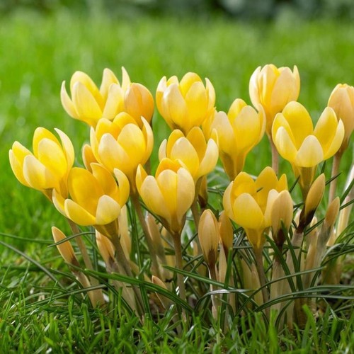Golden crocus romance bulbs - 25,