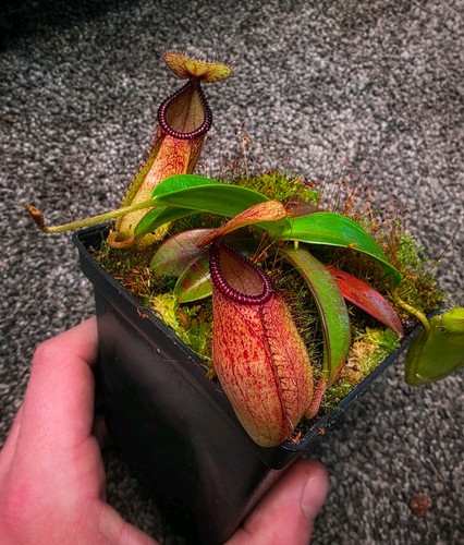 Nepenthes sibuyanensis x - nepenthes,