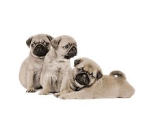 Excellent Quality warm Soft