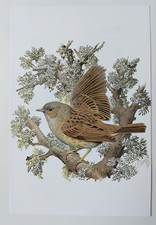 C.F Tunnicliffe Dunnock Bird