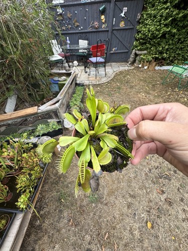 Venus fly trap dionaea - venus,