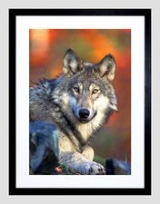 ANIMAL WOLF LUPINE DOG WILD COOL HOWL BLACK FRAMED ART PRINT PICTURE B12X4745