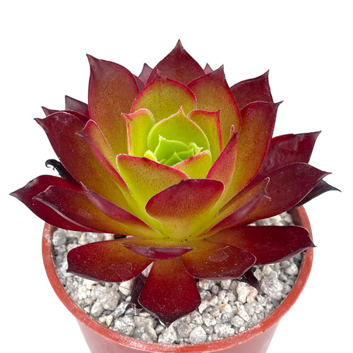 Aeonium phoenix flame - -, uk