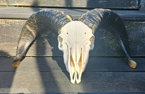 Big skull taxidermy art craft - taxidermy,