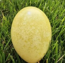 1 Rhea egg blown