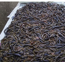 2 x 250g Approx SALTED PRESERVED Lug worm Sea Fishing Lure Bait Beach Boat