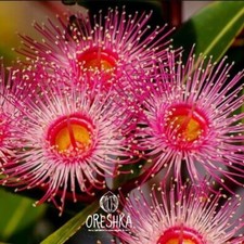 Eucalyptus hybrid gum tree - hybrid, (gum