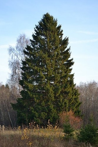 Picea abies norway - picea, -norway