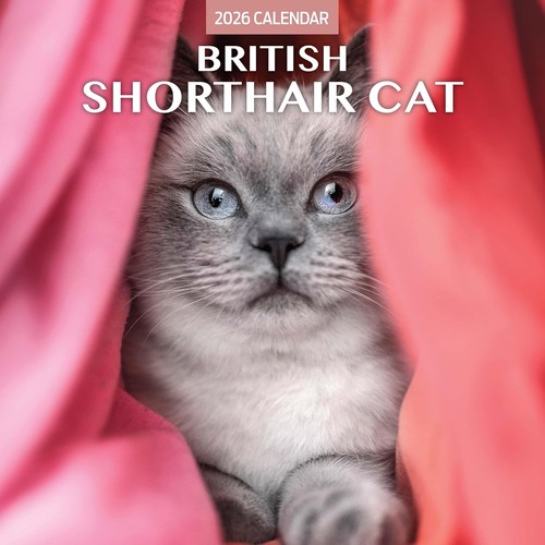 British shorthair cat 2026 - cat,